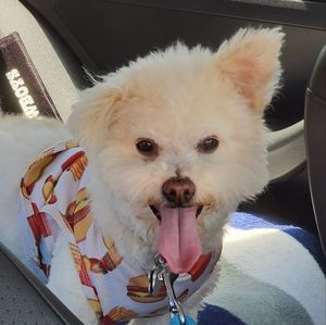 Meet your Posher, Dallas, and her sidekick Happy